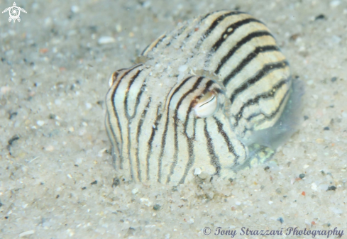 A Sepioloidea lineolata | Striped pyjama squid