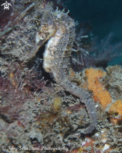 A White's seahorse