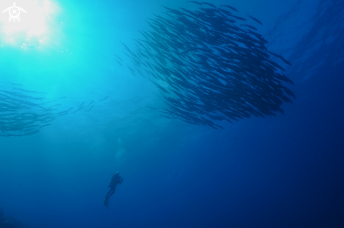 A Barracuda Schools