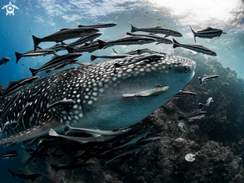 A Rhincodon typus | Whale Shark