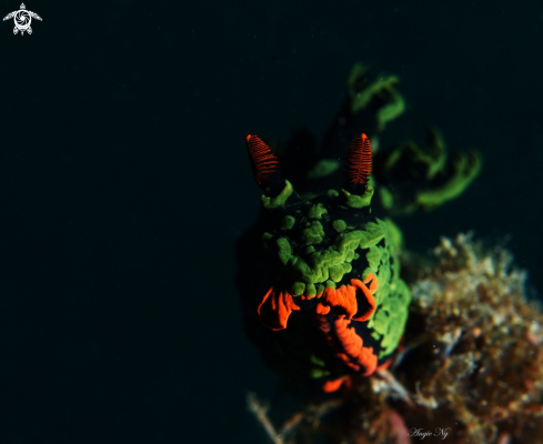 A Nembrotha | nudibranch