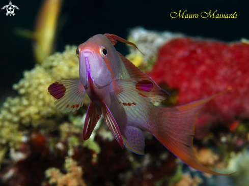 A Male Anthias