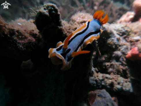 A nudibranch