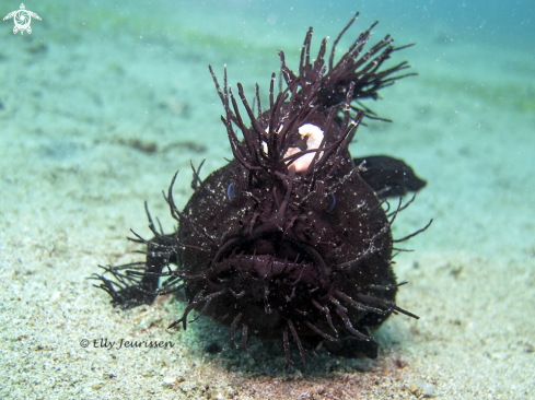 A Hairy Frogfish