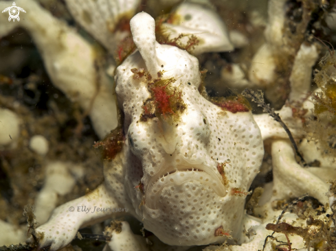 A Frogfish