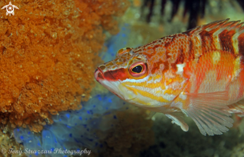 A Half-banded sea perch