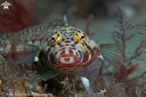 A Parapercis stricticeps | White Streaked Grubfish