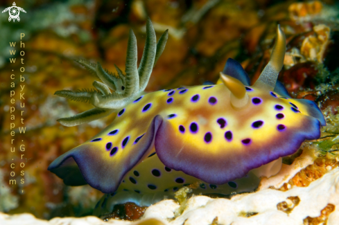 A chromodoris kuniei | chromodoris kuniei