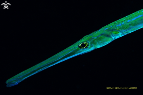 A Trumpet fish