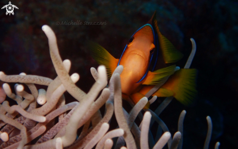 A Amphiprion clarkii | Yellowtail Clownfish