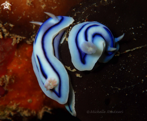 A Loch's Chromodoris