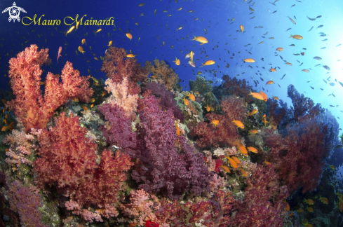 A Red Sea soft corals Panorama