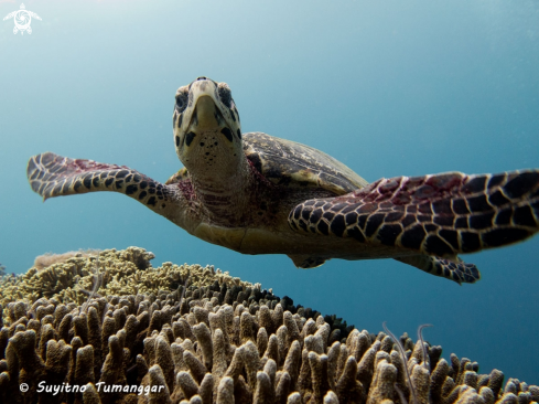 A green turtle