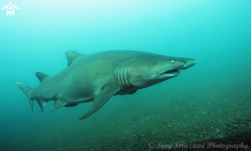 A Carcharias taurus | Grey nurse shark