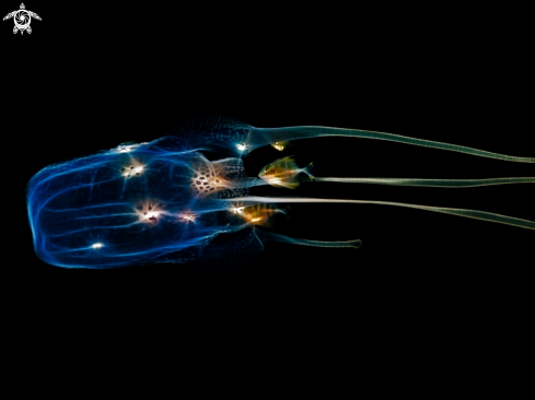 A Morbakka virulenta | Box Jellyfish