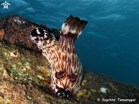 A Jorunna rubescens | Nudibranch