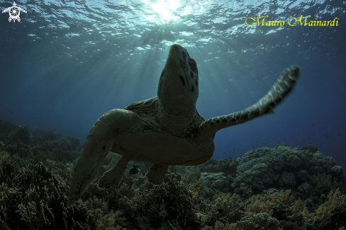 A Rays turtle