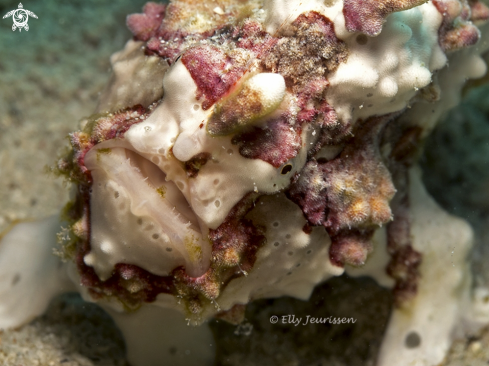 A Marbled frogfish