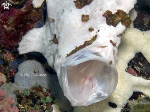 A Frogfish