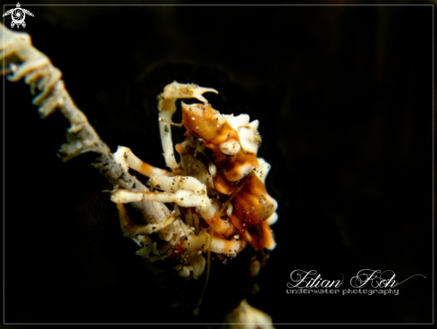 A Xenocarcinus tuberculatus | Xeno Crab