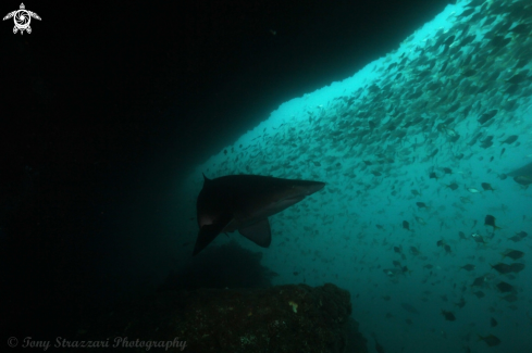 A Carcharias taurus | Grey nurse shark