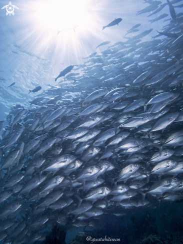 A Caranx sexfasciatus | Big eye jackfish