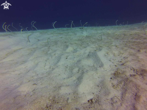 A Gorgasia sillneri | Red Sea garden eel