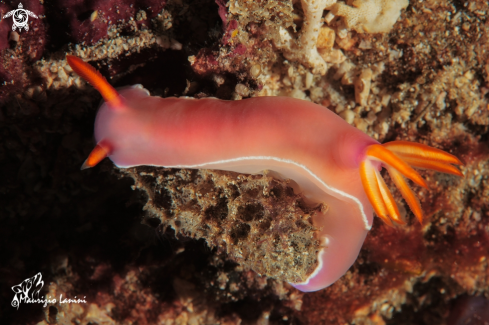 A Hypselodoris bullockii   | Nudibranch