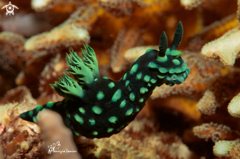 A Nembrotha cristata  | Nudibranch