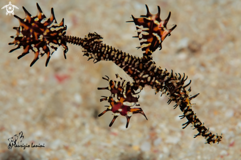 A Solenostomus paradoxus  | Harlequin ghost pipefish