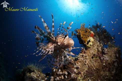 A Lionfish