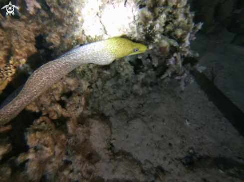 A Undulate moray