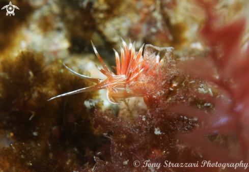 A Cratena lineata | White-lined Cratena