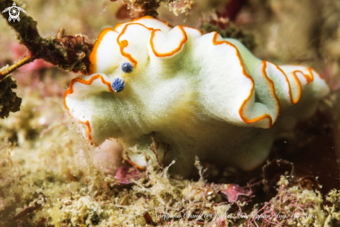 A Nudibranch 