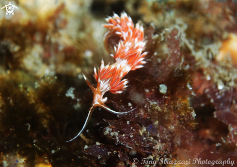 A Cratena lineata | White-lined Cratena