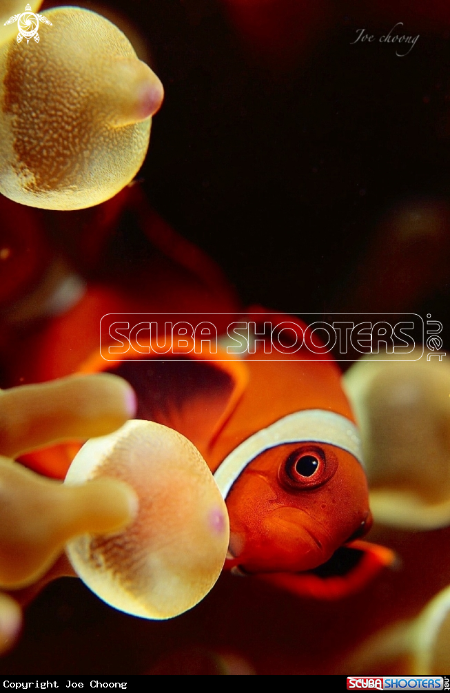 A Anemone clownfish 