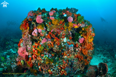 A Coral