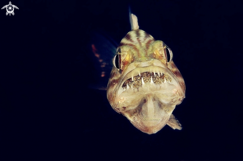 A Tiger cardinalfish 