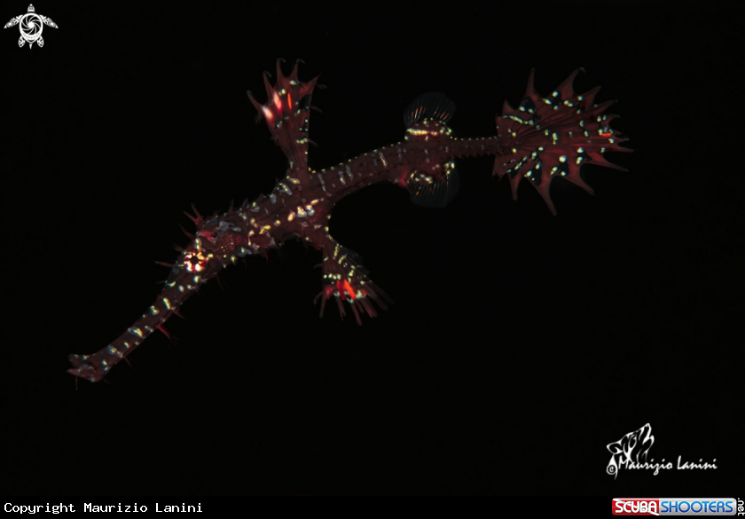 A Harlequin gost pipefish  