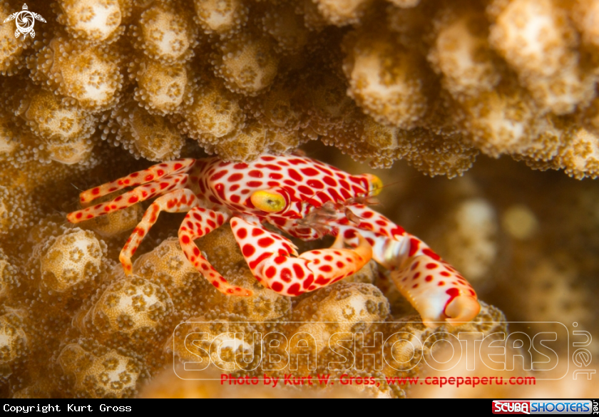 A Porzelan crab