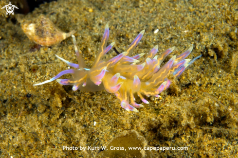 A aeolid nudibranch