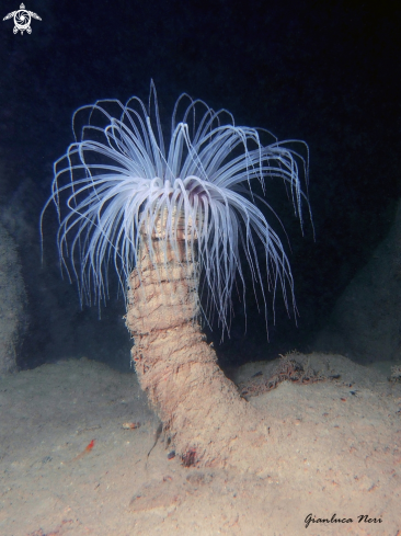 A Cerianthus membranaceus | Cerianto