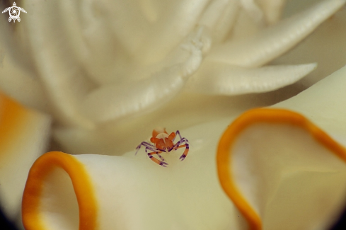 A Emperor Shrimp with nudibranch 