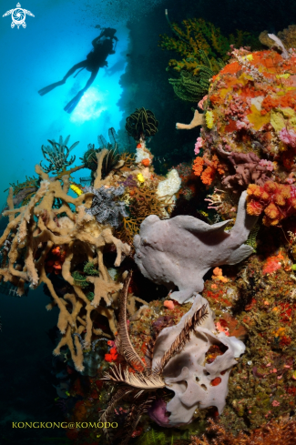 A Frogfish