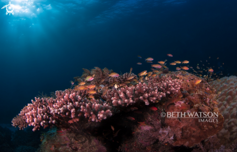 A Reef Scene