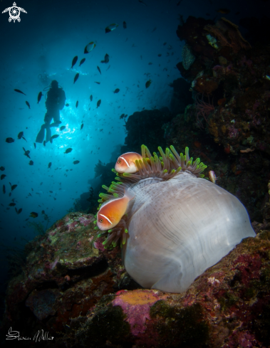 A Anemone and Clownfish