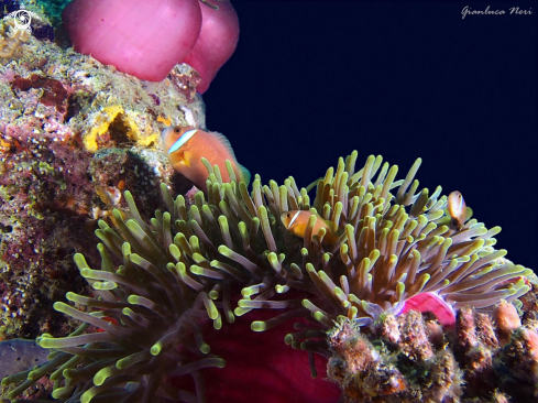 A Amphiprion nigripes | Clownfish