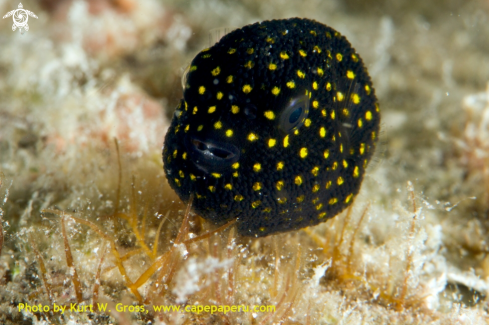 A Arothron stellatus | Juvenile star puffer
