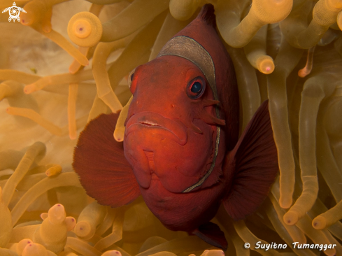 A Premnas biaculeatus | Anemonefish