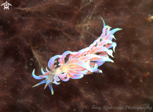 A Pink Fluffy Phyllodesmium